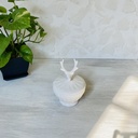 قندان گوزن سفید
